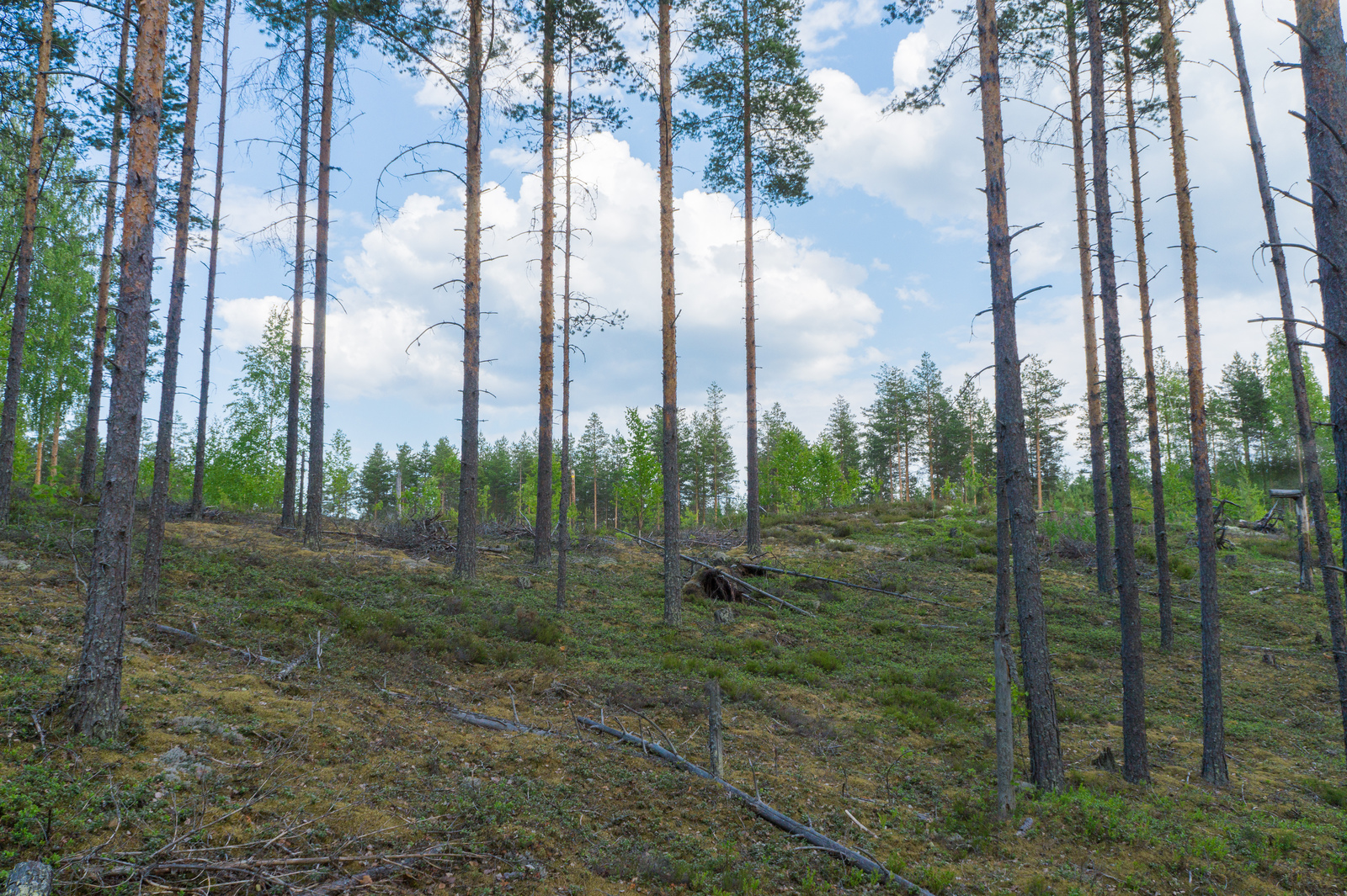 Rinteessä kasvavien mäntyjen takana on kesäinen sekametsä.