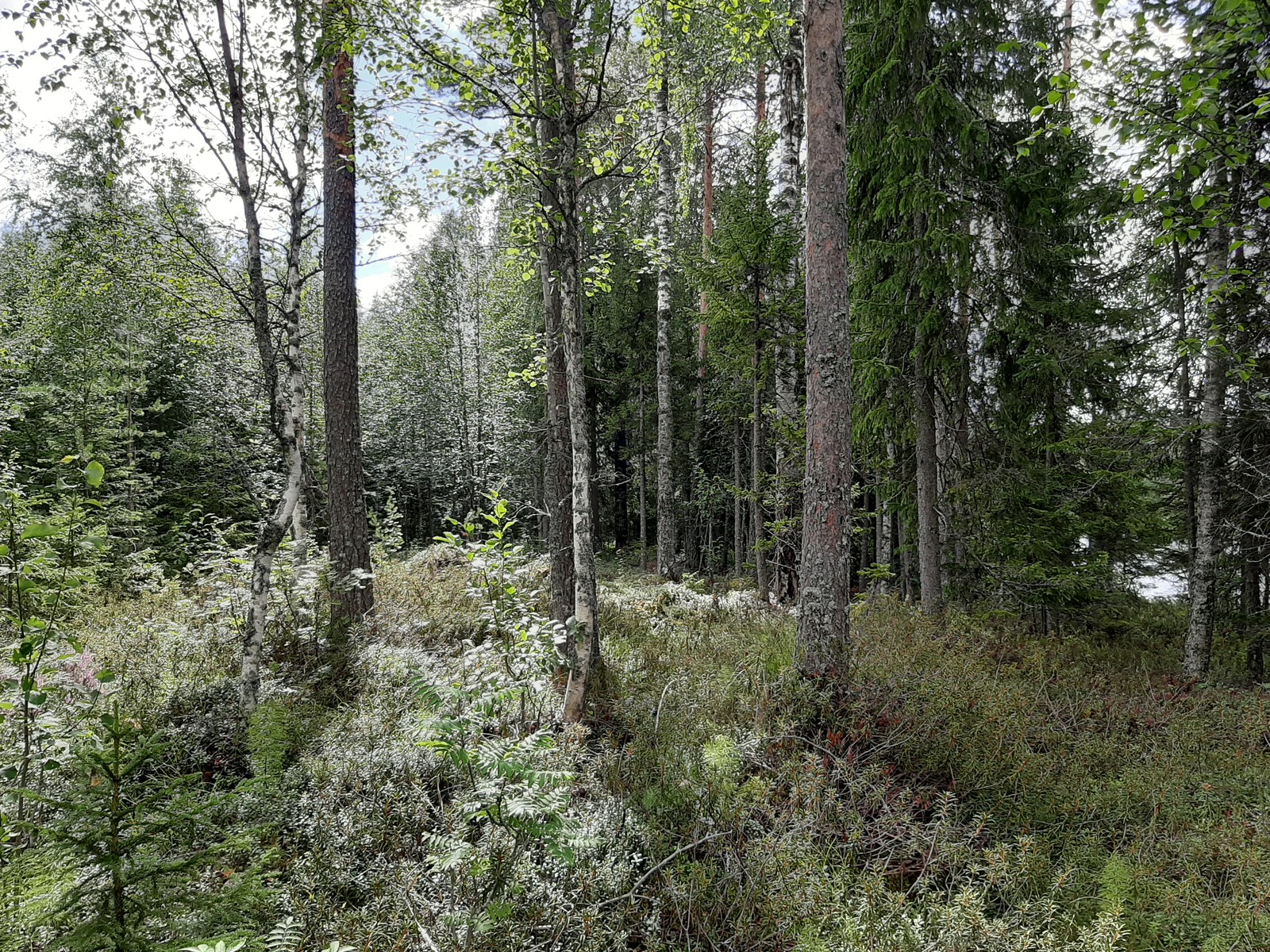 Aurinko paistaa kesäiseen sekametsään, jossa kasvaa koivuja, kuusia ja mäntyjä.