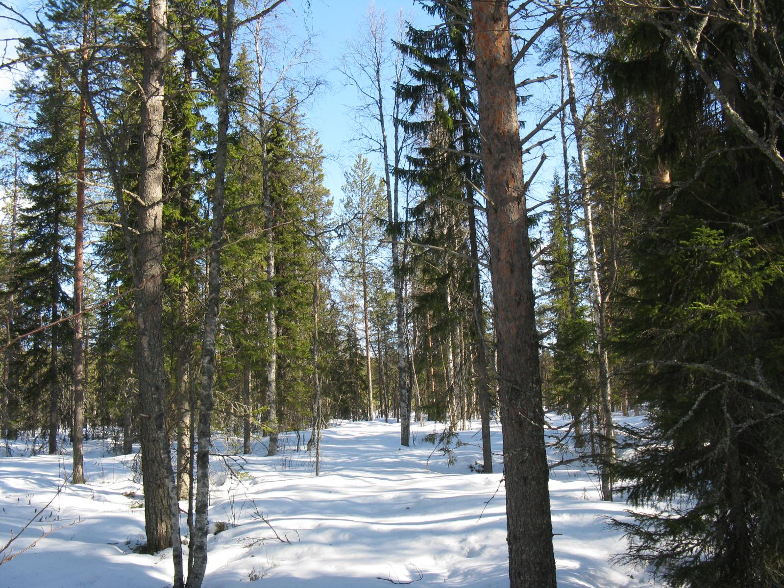 Havupuuvaltaisessa metsässä on maassa lumipeite.