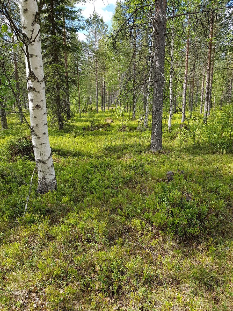 Mäntyvaltaisessa metsässä kasvaa myös kuusia, koivuja ja katajia.