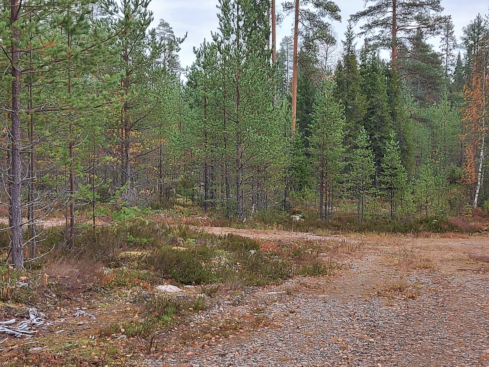 Tonttitien varrella kasvaa mäntytaimikkoa ja korkeita havupuita.