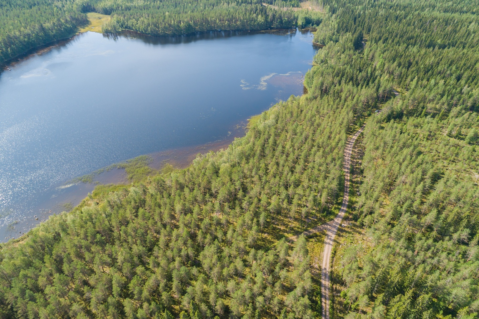 Kesäinen metsä reunustaa järveä. Metsässä kulkee tie järven päätyä kohti. Ilmakuva.