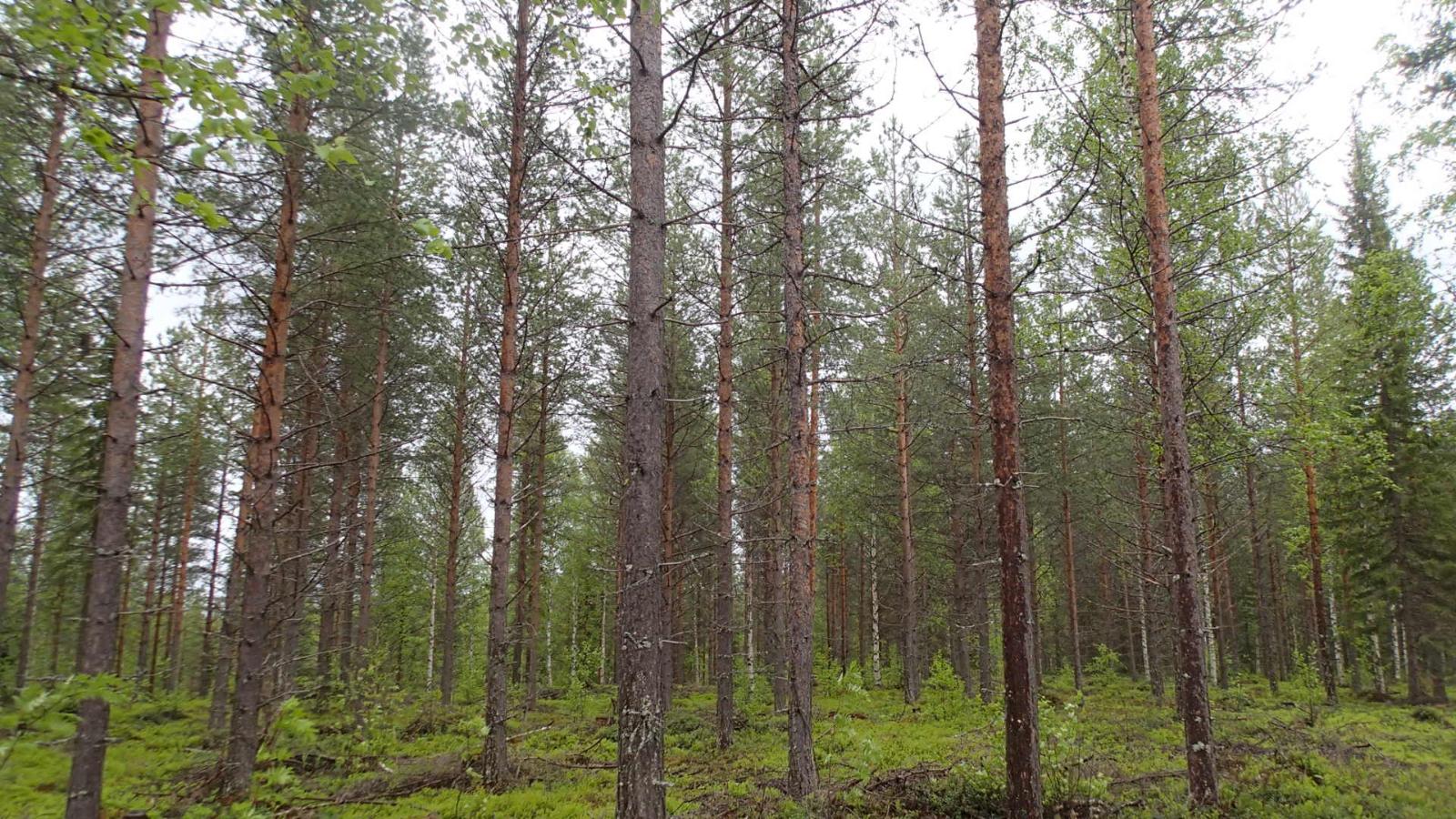 Kesäisessä sekametsässä kasvaa koivuja, kuusia ja mäntyjä.