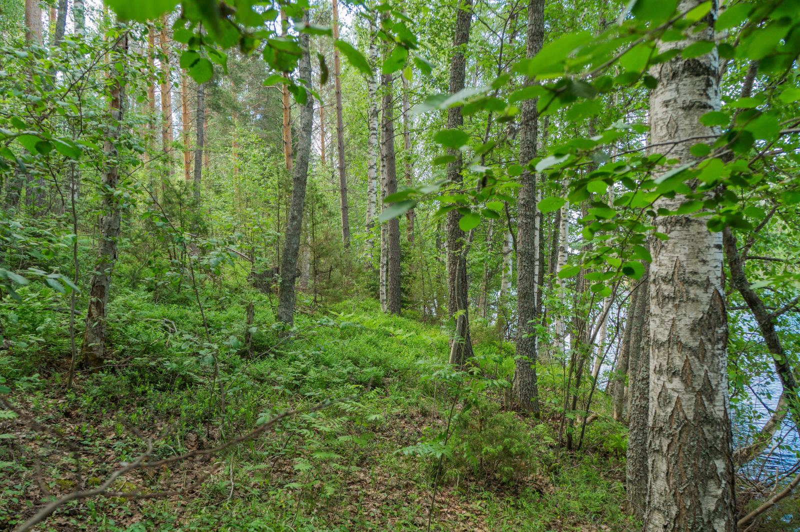 Loivasti rantaan laskeutuvassa rinteessä kasvaa kesäinen sekametsä. Oikealla häämöttää järvi.