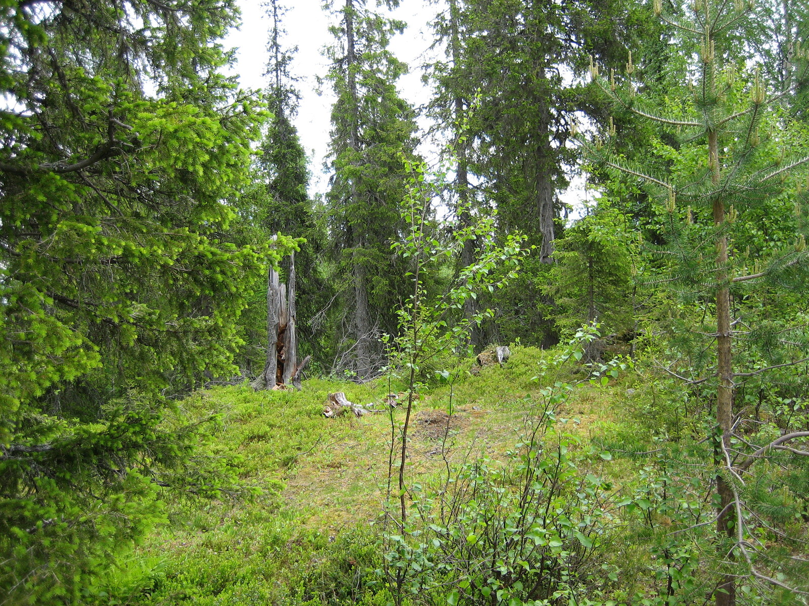 Puuttomalla alueella kuusivaltaisessa metsässä on vanha lahoava kanto.
