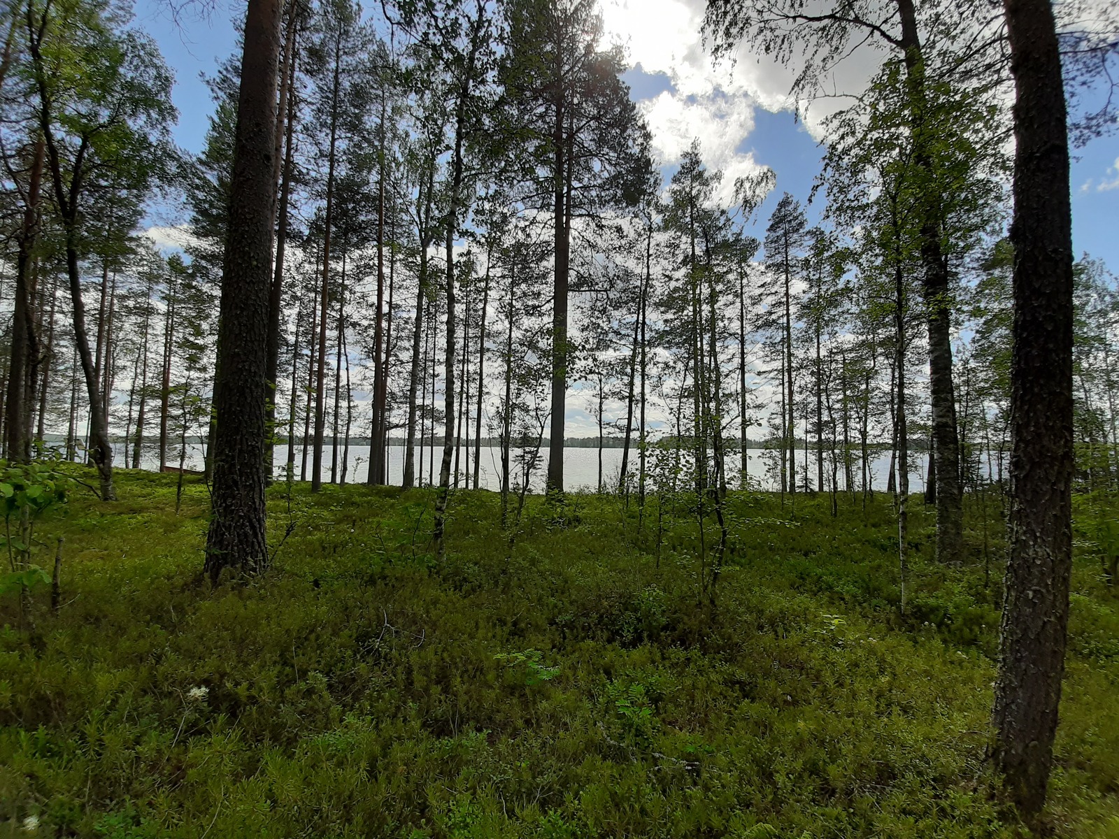 Kesäisen sekametsän takana avautuu järvimaisema. Taivaalla on poutapilviä.