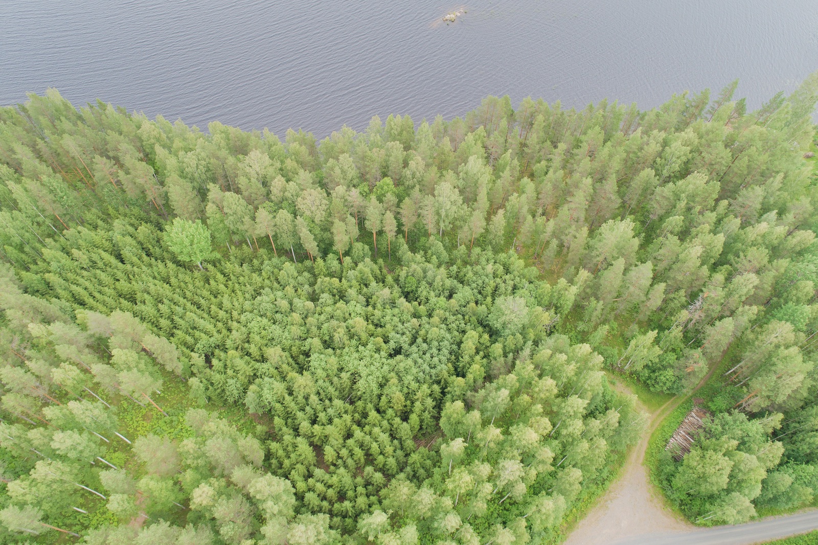 Kesäisen vehreä sekametsä reunustaa järveä. Metsässä kulkee kulkee tie. Ilmakuva.