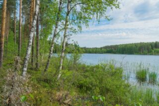 Rannassa kasvaa koivuja ja mäntyjä. Oikealla aukeaa kesäinen järvimaisema.