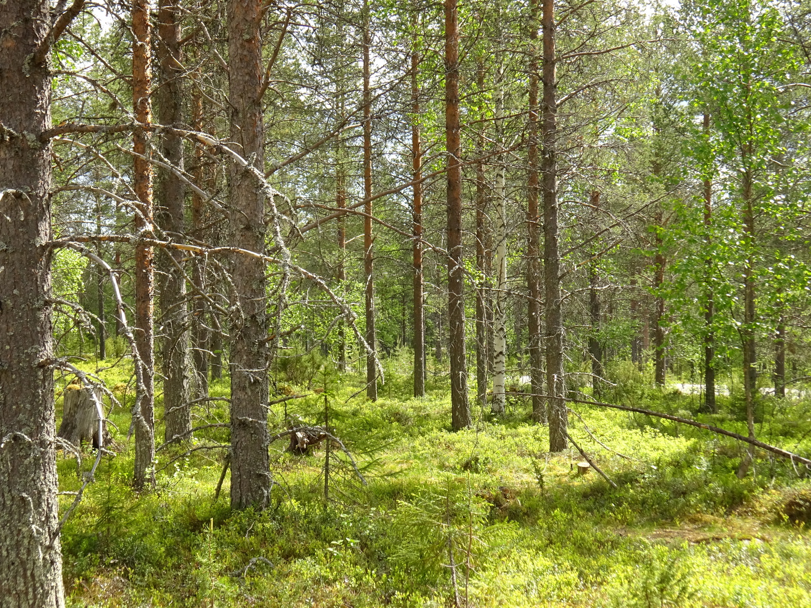 Aurinko paistaa kesäiseen sekametsään. Maassa on muutama kanto ja puiden välistä pilkottaa tie.