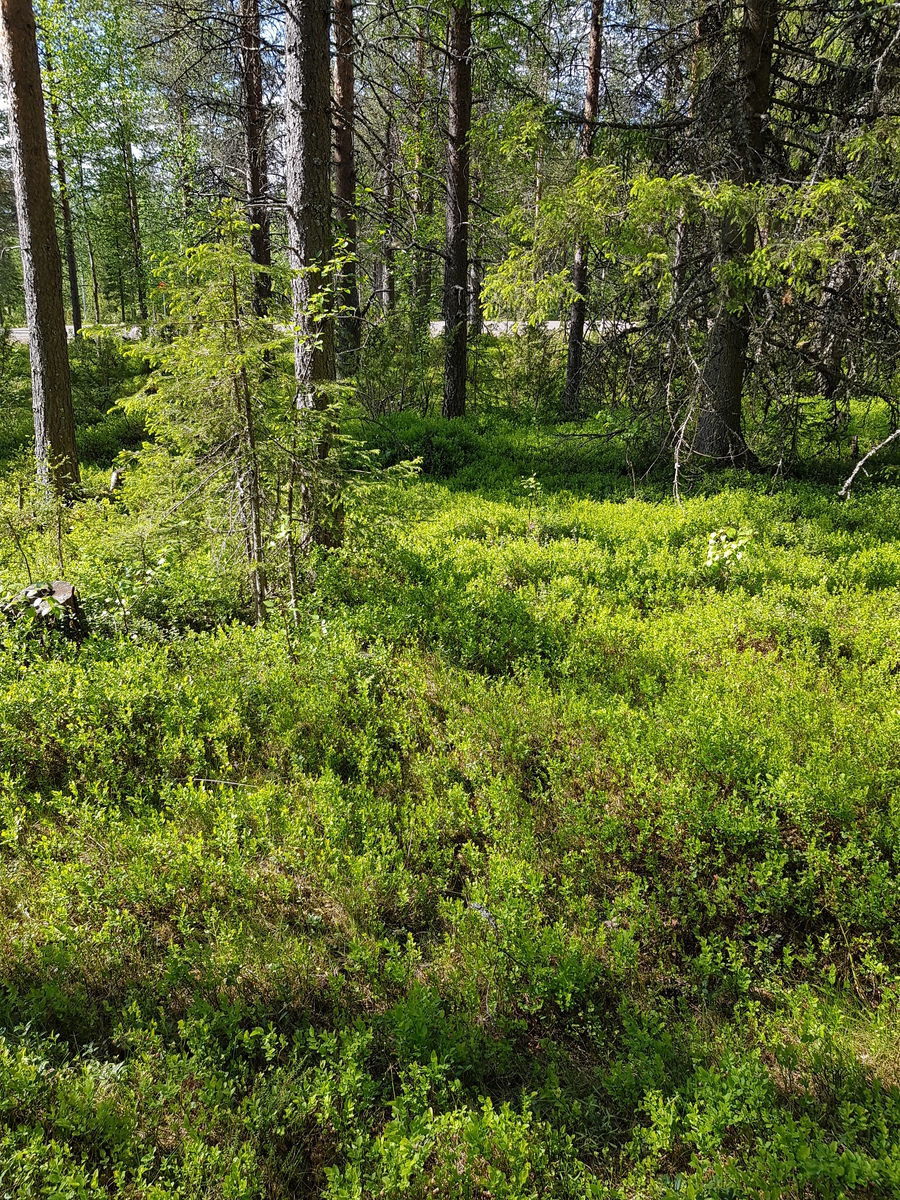 Puiden takana pilkottaa kesäisen metsän läpi kulkeva tie. Etualalla on runsaasti mustikanvarpuja.