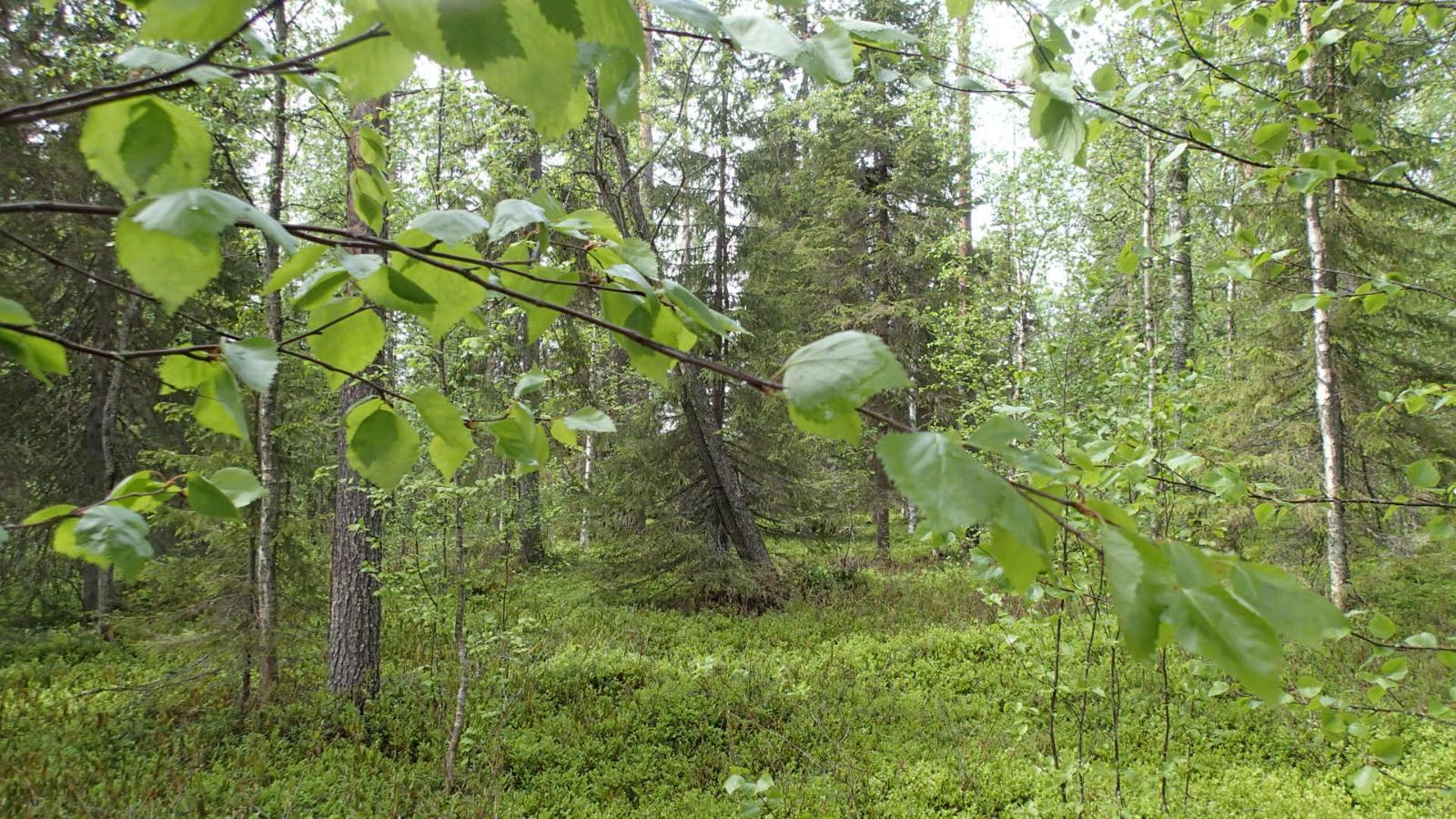 Kesäisessä sekametsässä kasvaa koivuja, kuusia ja mäntyjä.