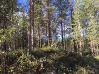 Kesäinen mäntymetsä kasvaa pienen kumpareen päällä.