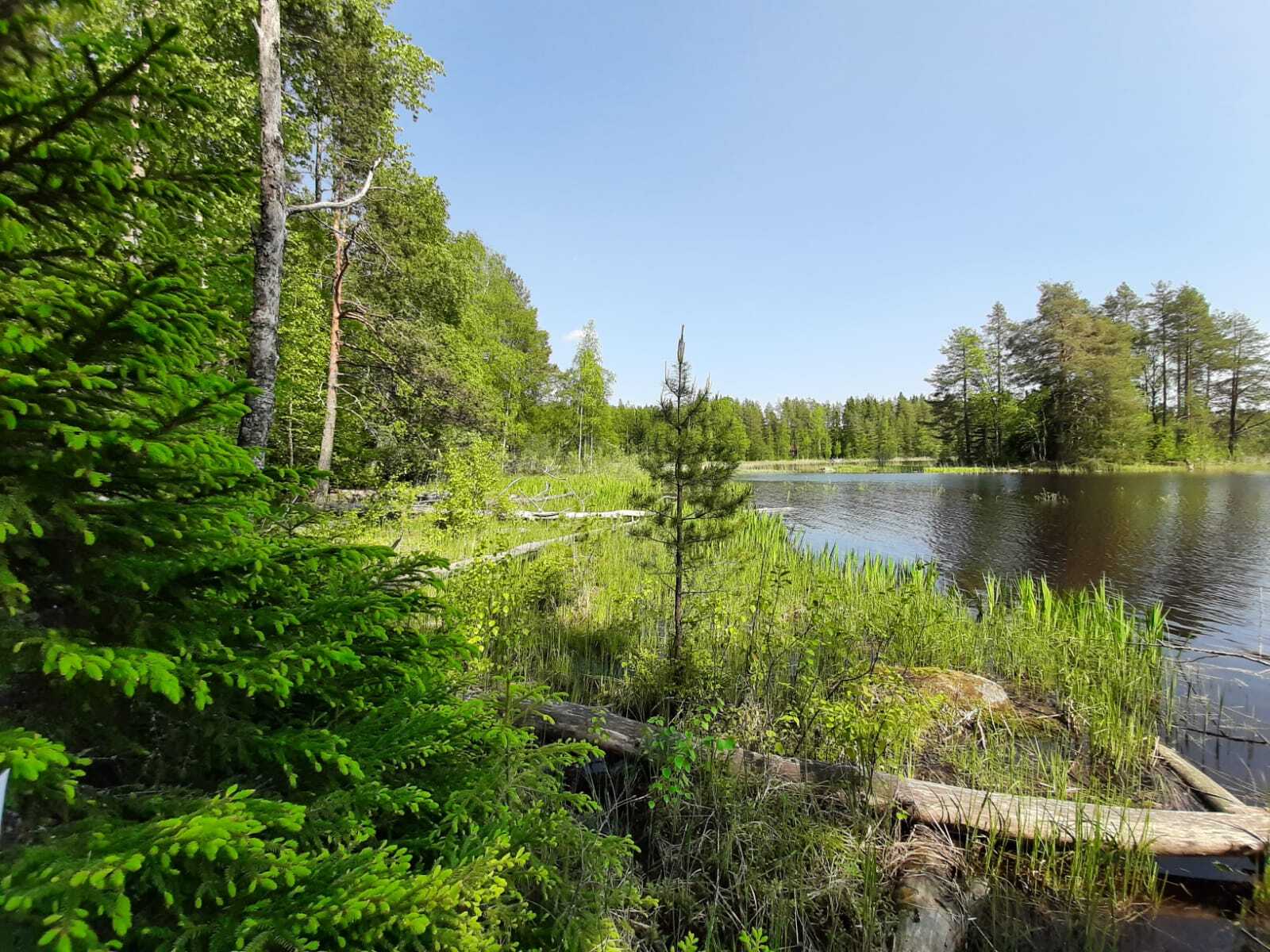 Kesäinen sekametsä reunustaa oikealla puolella olevaa järveä. Etualalla on rantakasvillisuutta.