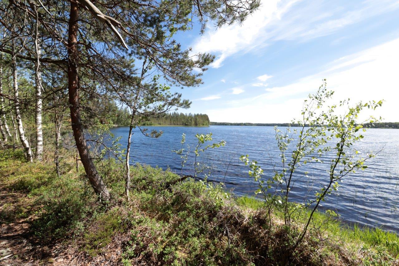 Kesämaisemassa järven rannalla kasvaa mäntyjä ja koivuja. Veden pinta väreilee hieman.