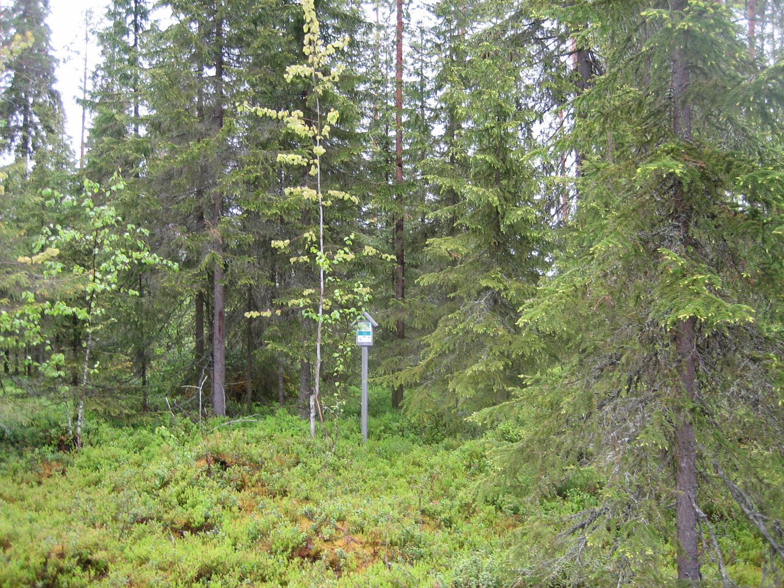 Kesäisessä sekametsässä kasvaa koivuja, kuusia ja mäntyjä.