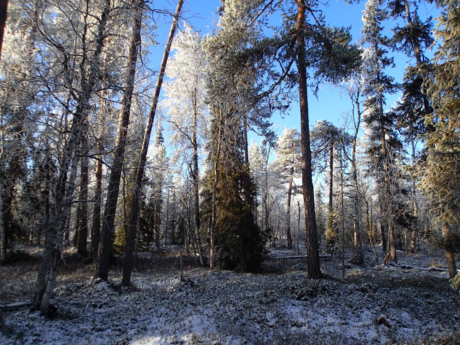 Sekametsä kuuran peitossa aurinkoisena päivänä.