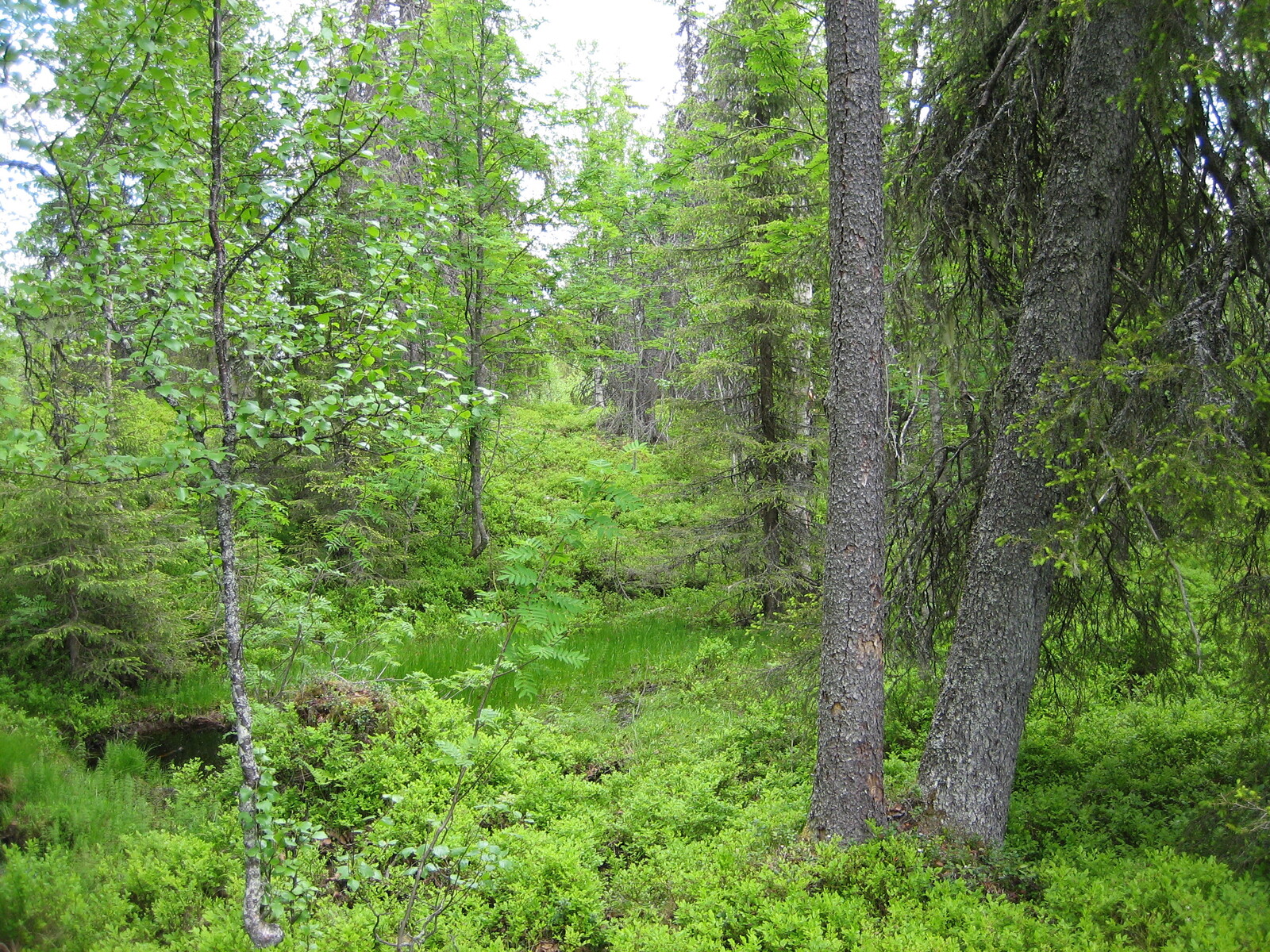 Vehreässä sekametsässä on pieni osittain vetinen oja, jonka takana kohoaa matala rinne.