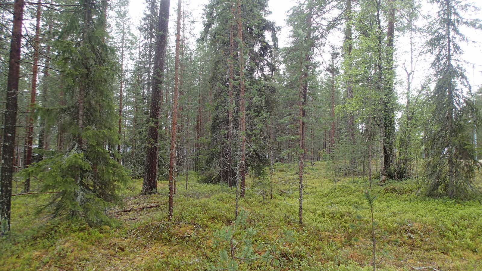 Kesäisessä metsässä kasvaa mäntyjä, kuusia ja koivuja. Aluskasvillisuutena mustikkaa ja puolukkaa.