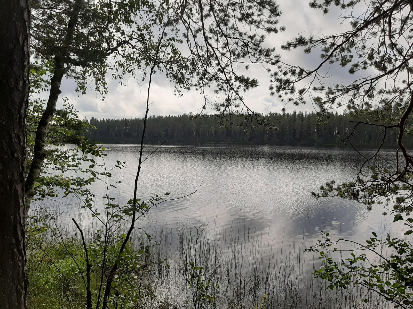 Männyn ja lehtipuiden oksat reunustavat järvimaisemaa. Pilvinen taivas heijastuu veden pintaan.