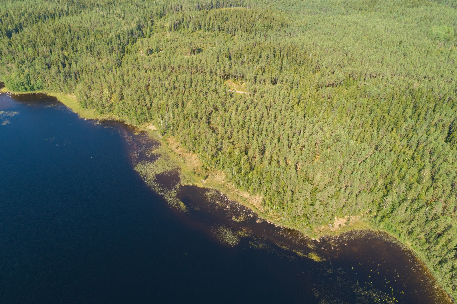 Kesäinen metsä reunustaa järveä mutkittelevassa rantaviivassa. Ilmakuva.