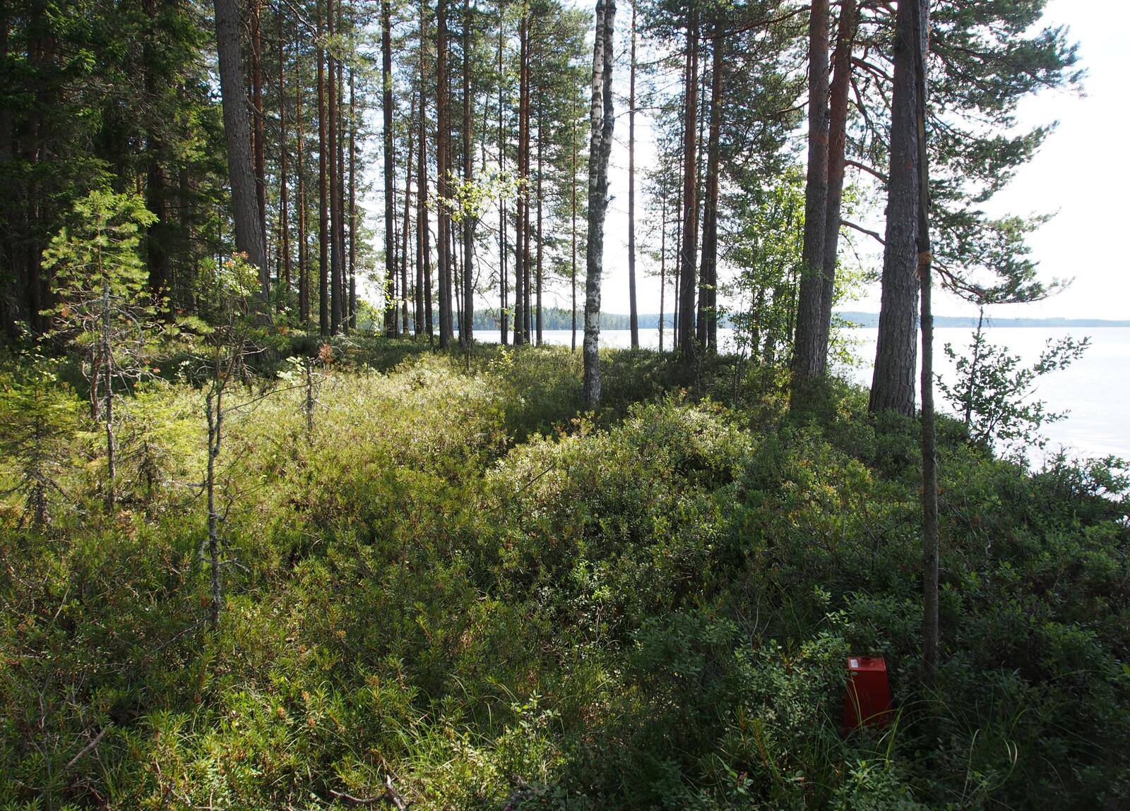 Rannan tuntumassa väljästi kasvavien koivujen ja mäntyjen takana avautuu kesäinen järvimaisema.