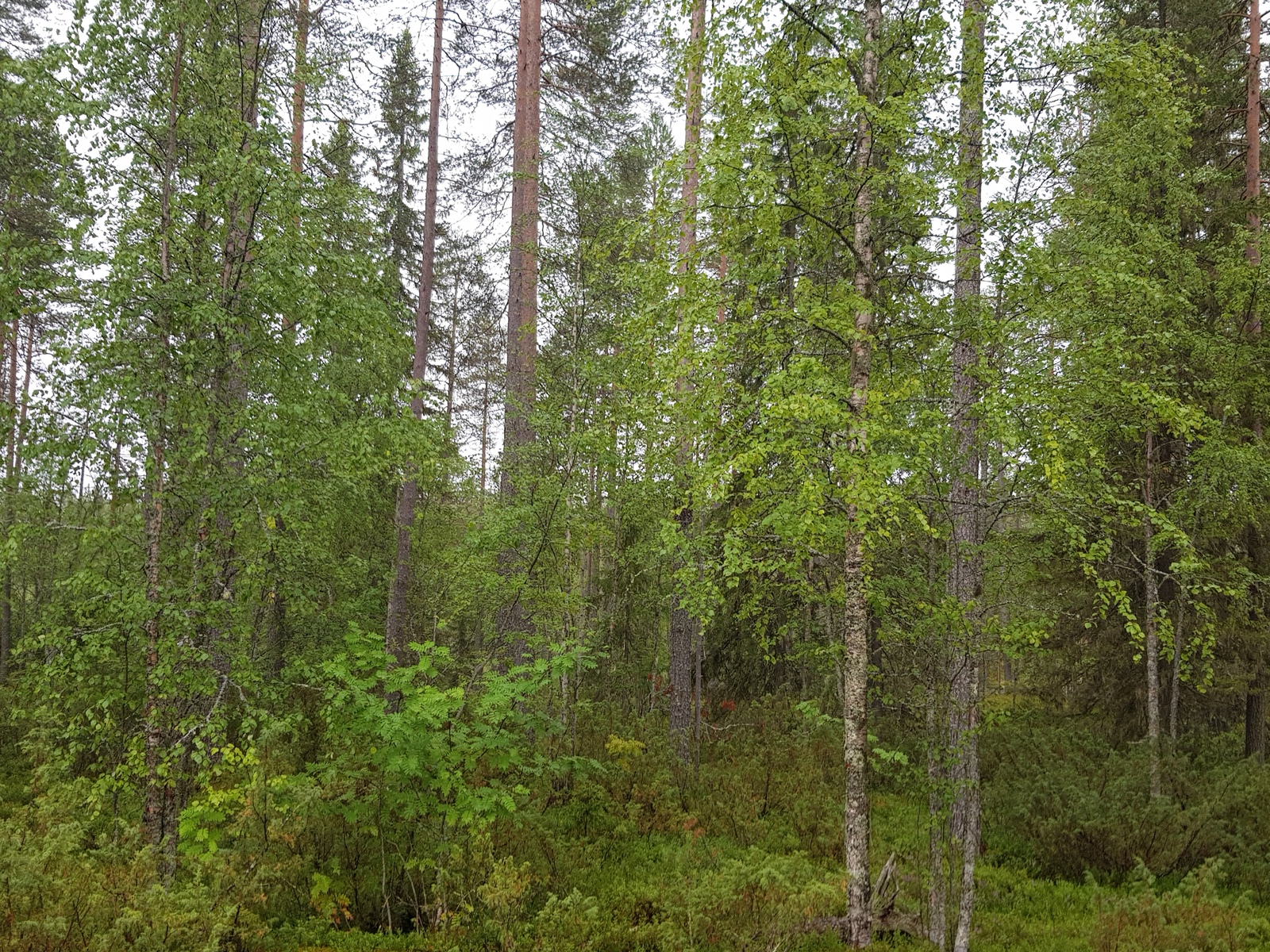 Kesäisen vehreässä metsässä kasvaa koivuja, mäntyjä ja kuusia.