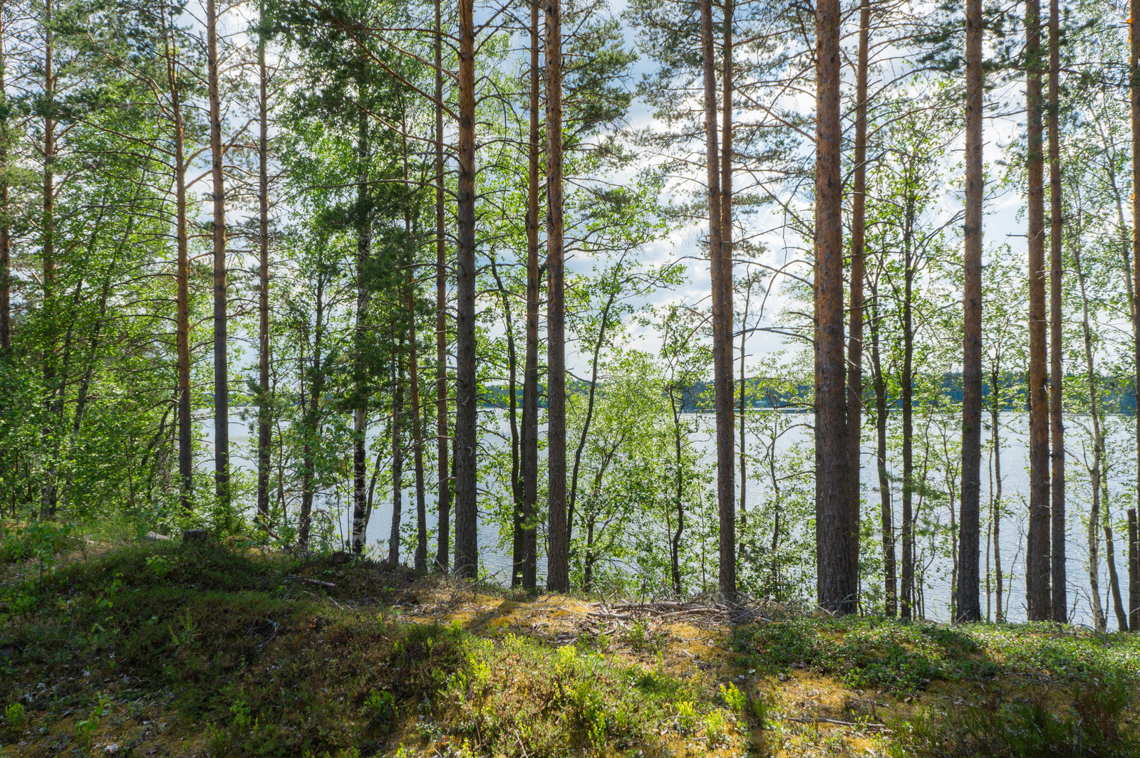 Kesäisen vehreän sekametsän takana avautuu järvimaisema.