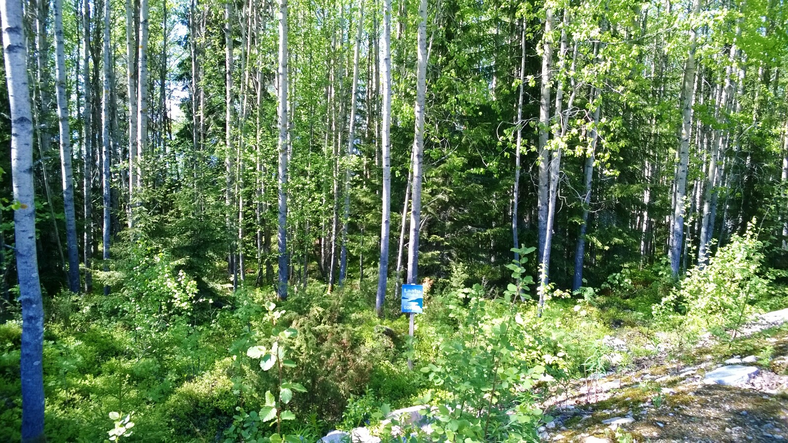 Aurinko paistaa kesäiseen sekametsään. Etualalla Laatumaan tonttikyltti ja tienreuna.