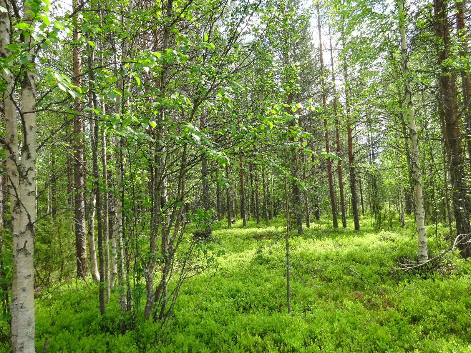 Kesäisen vehreä sekametsä, jonka aluskasvillisuutena on mustikanvarpuja.