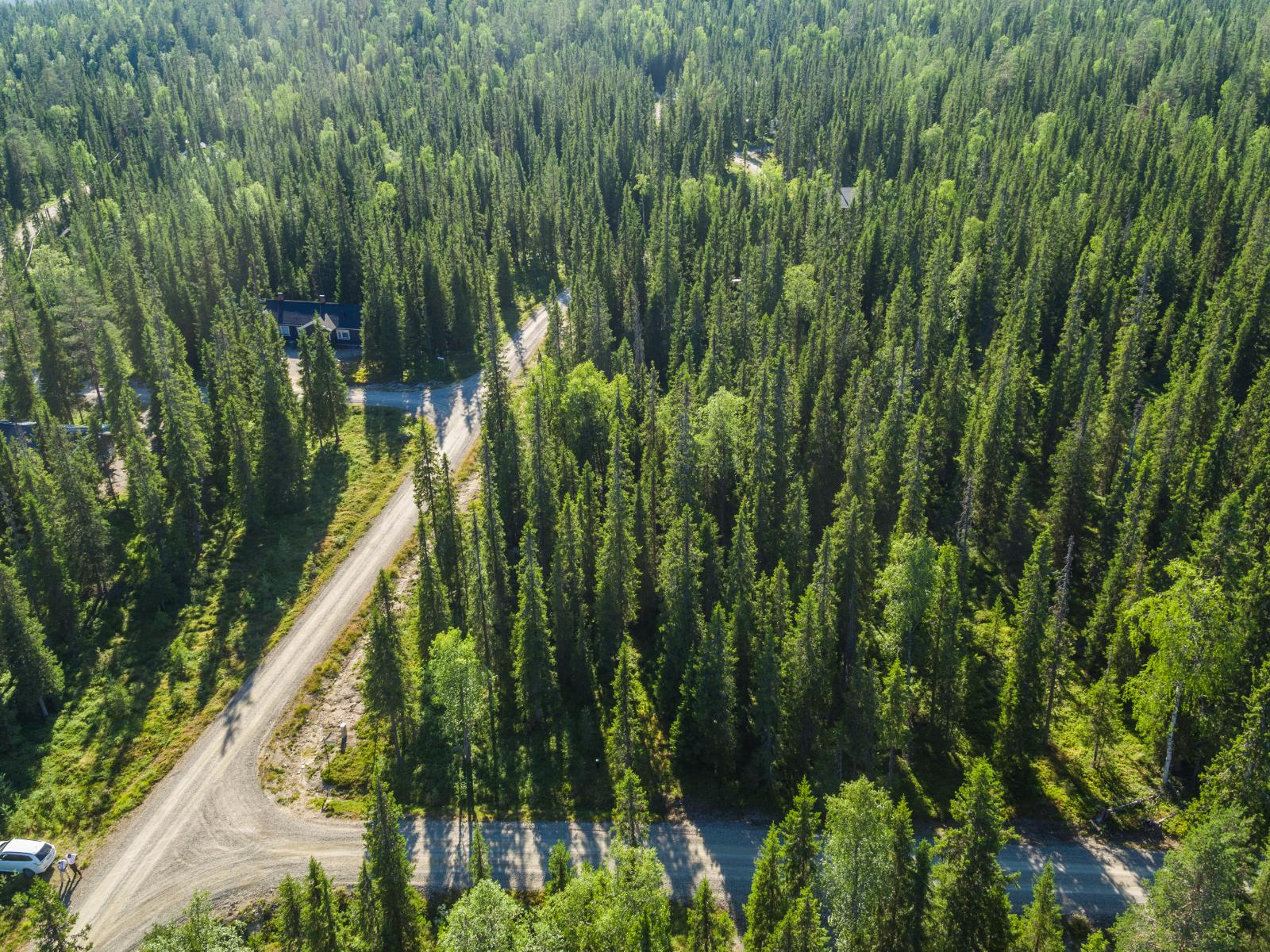 Kesäisen havumetsän läpi kulkevan tien varrella on mökkejä. Ilmakuva.