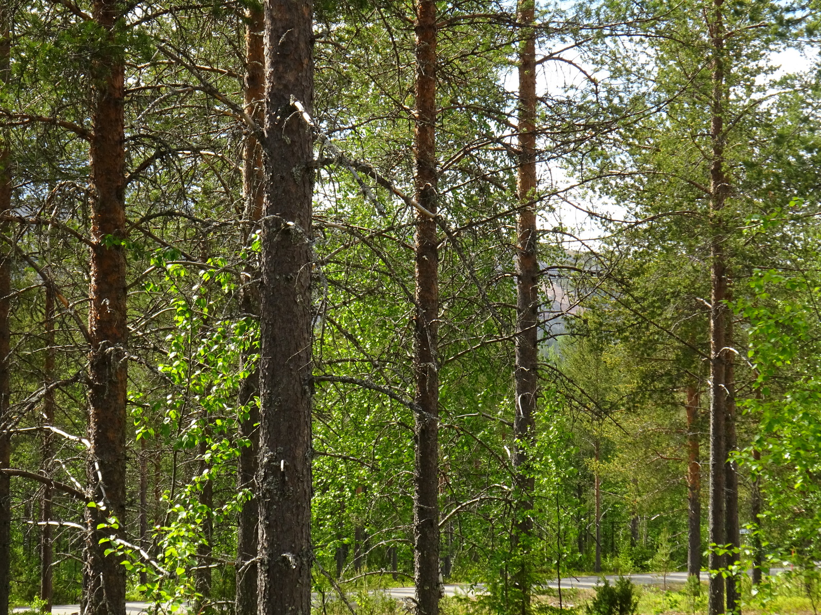 Sekametsän koivuissa on tuoreet lehdet. Puiden välistä pilkottaa tie ja taustalla kohoava tunturi.