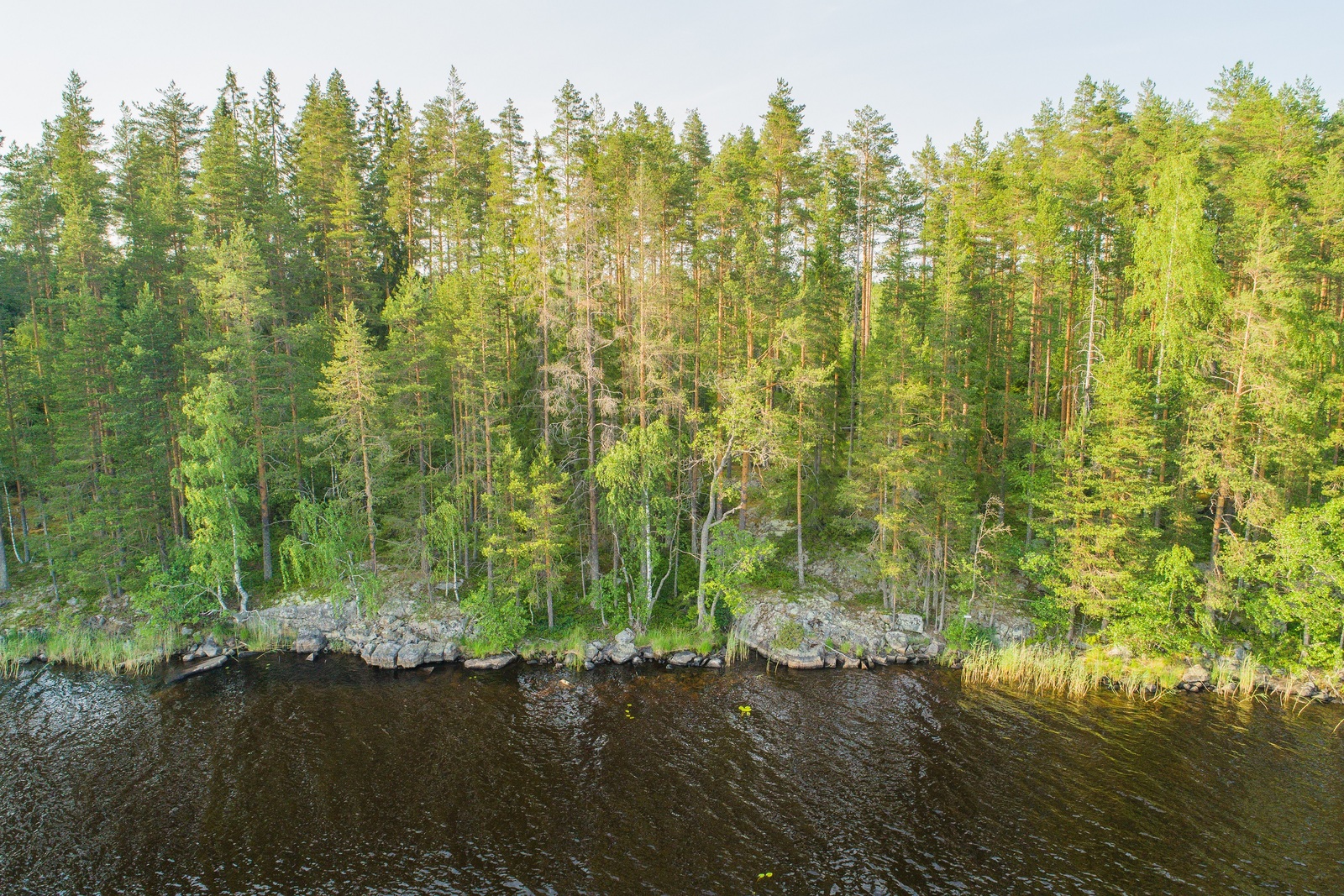 Järvimaisemassa saaren kallioisesta rantaviivasta alkaa kesäinen sekametsä. Ilmakuva.