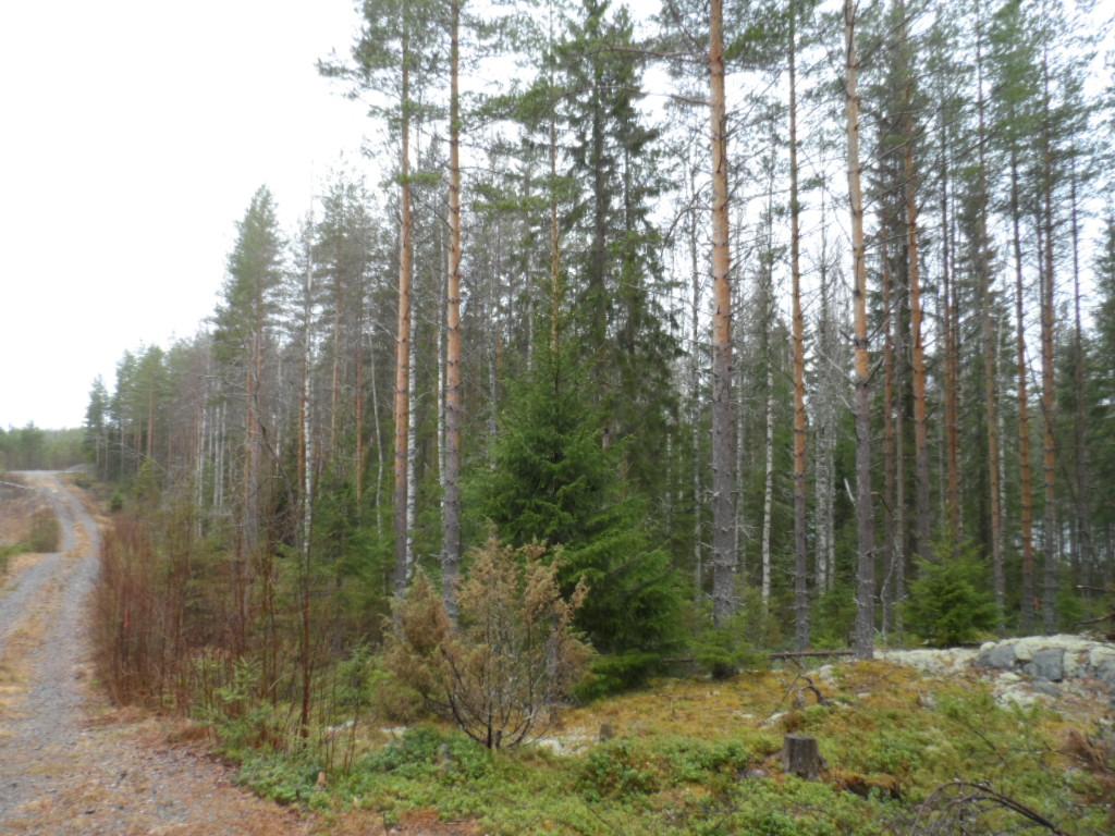 Vasemmalla kulkee tie havupuuvaltaisen metsän reunustamana.