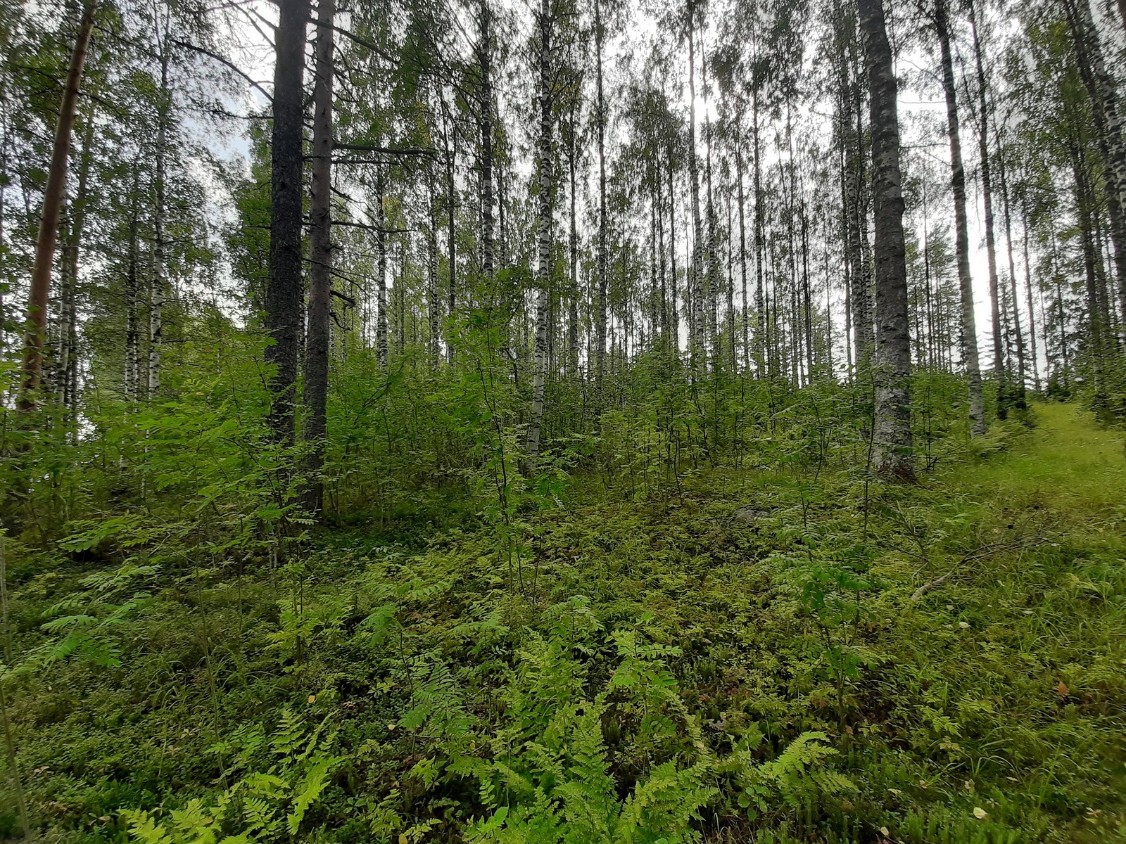 Koivuvaltaisessa metsässä kasvaa myös mäntyjä ja nuoria pihlajia.