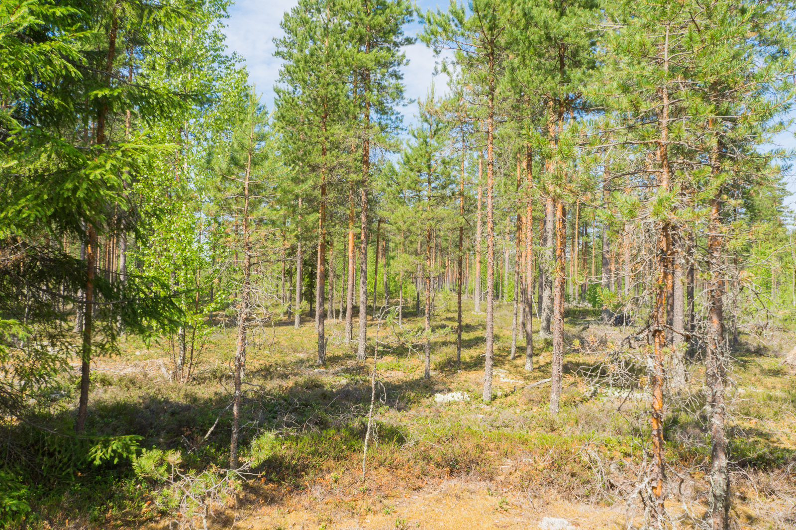 Aurinko paistaa avaraan mäntymetsään.