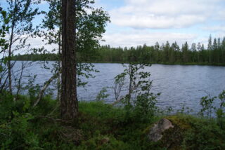 Rannassa kasvavan männyn ja nuorten koivujen takaa avautuu kesäinen järvimaisema.