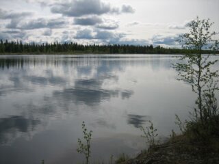 Pilvet heijastuvat metsien halki virtaavan joen pintaan. Rannassa kasvaa nuori koivu.