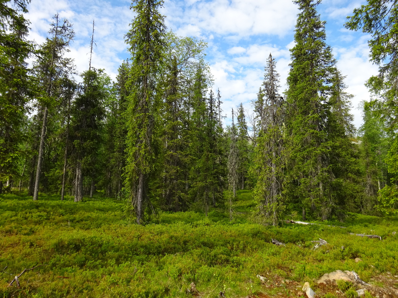 Runsaskasvuisen kuusivaltaisen metsän aluskasvillisuutena on mustikanvarpuja. Etualalla puuton alue.