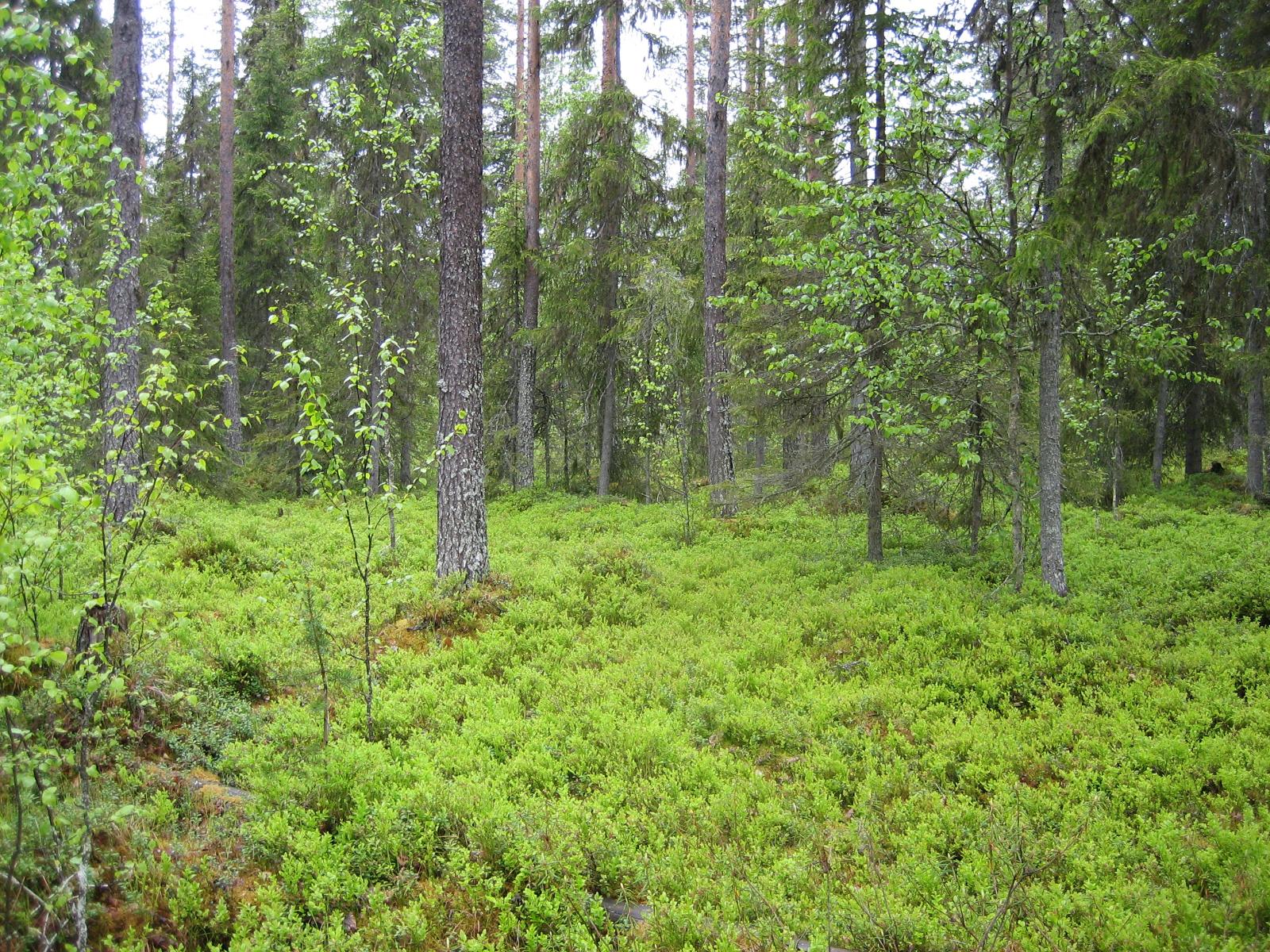 Kesäisessä sekametsässä kasvaa koivuja, kuusia ja mäntyjä.