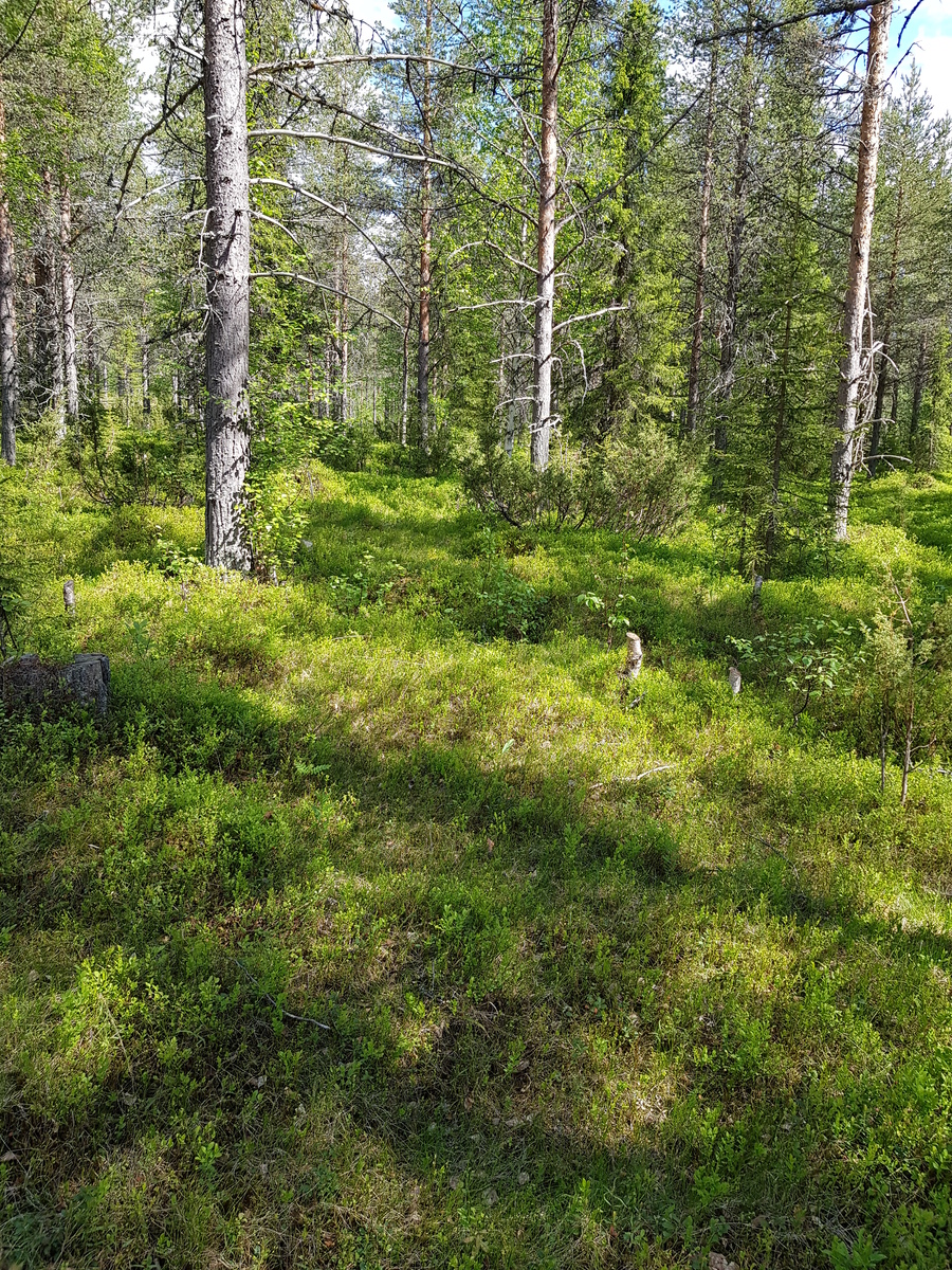 Aurinko paistaa kesäiseen havupuuvaltaiseen metsään. Etualalla puuton alue.