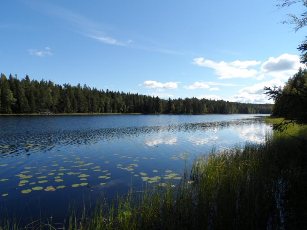 Kesäisessä järvimaisemassa lähes pilvetön taivas heijastuu veteen. Rantavedessä on vesikasveja.