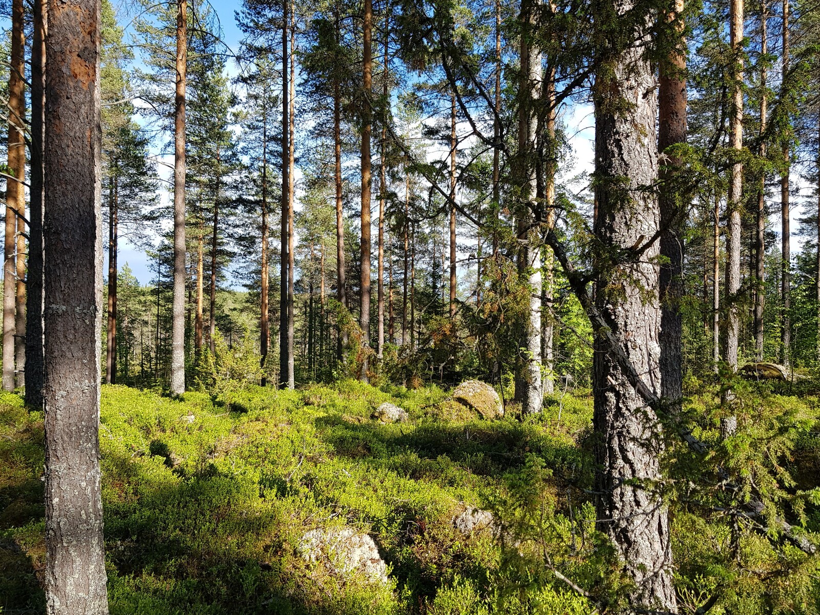 Aurinko paistaa mäntyvaltaisen metsän loivaan rinteeseen, jossa on kiviä.