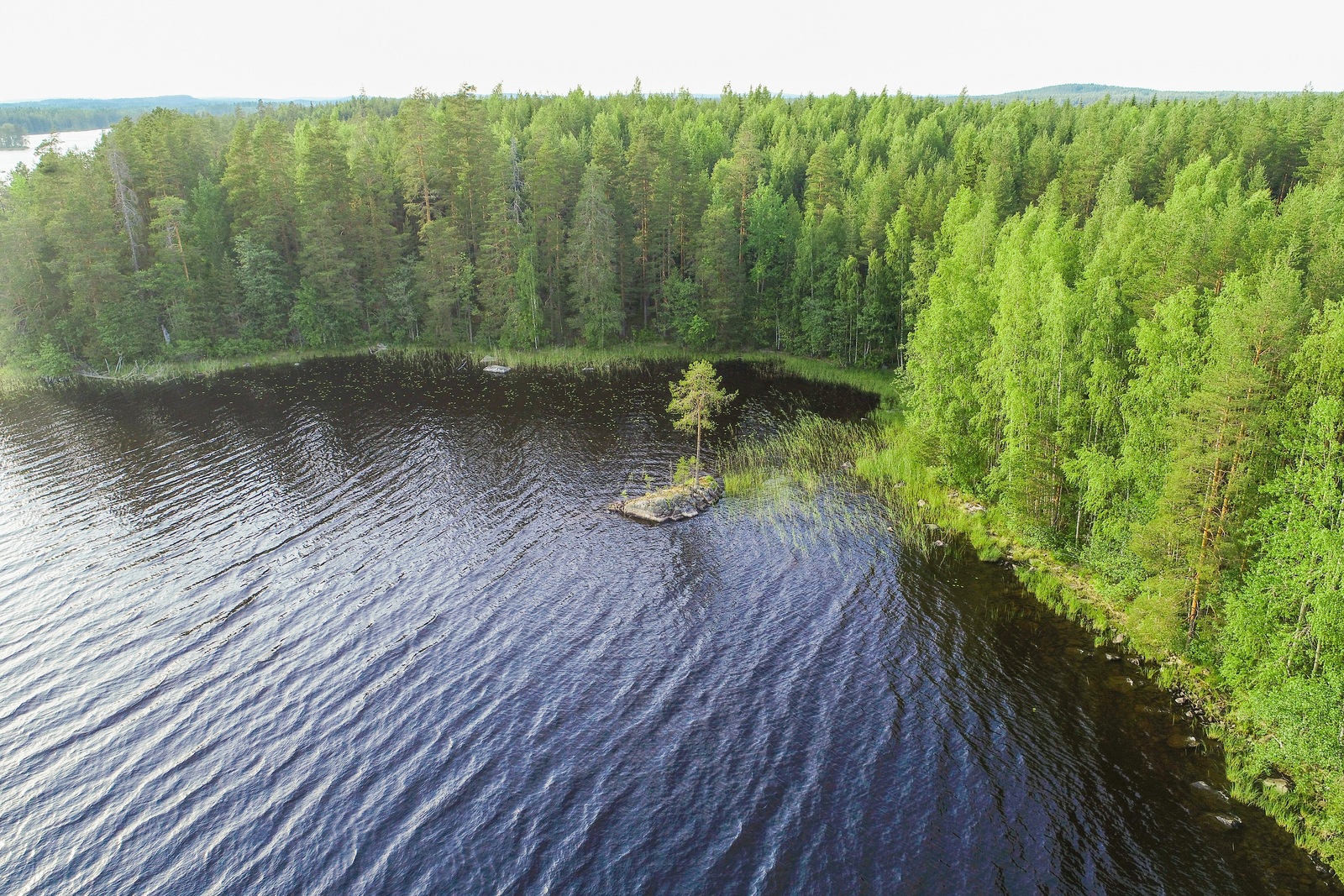 Kesäinen sekametsä reunustaa järveä. Rannan tuntumassa olevalla luodolla kasvaa puu. Ilmakuva.