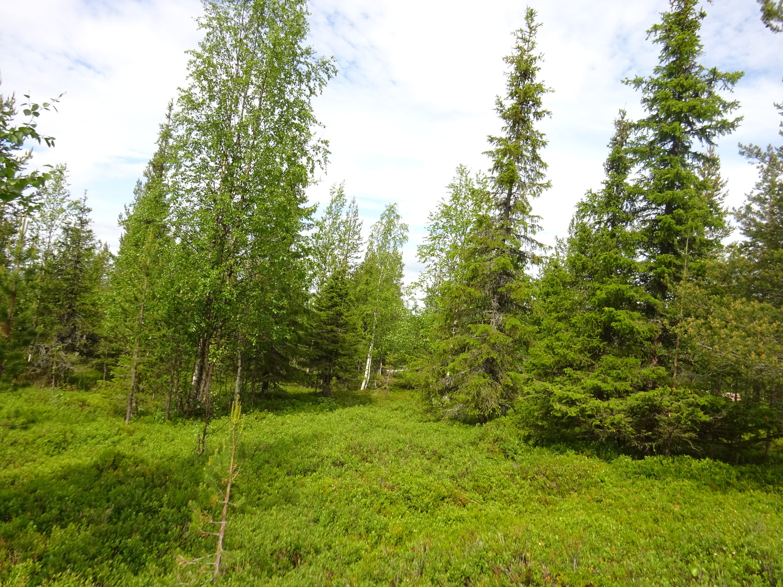 Aurinko paistaa vehreään sekametsään, jossa kasvaa muun muassa koivuja, kuusia ja mäntyjä.