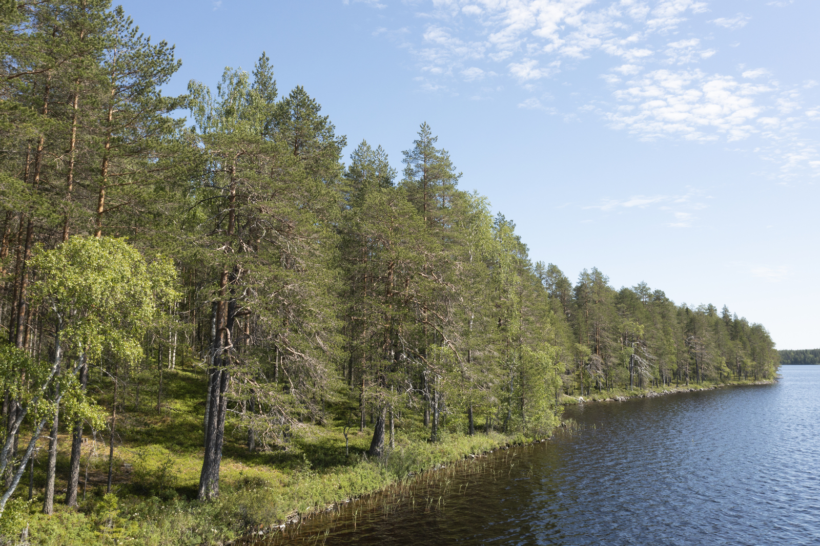 Mäntyvaltainen metsä reunustaa järveä oikealle kaartuvassa rantaviivassa.