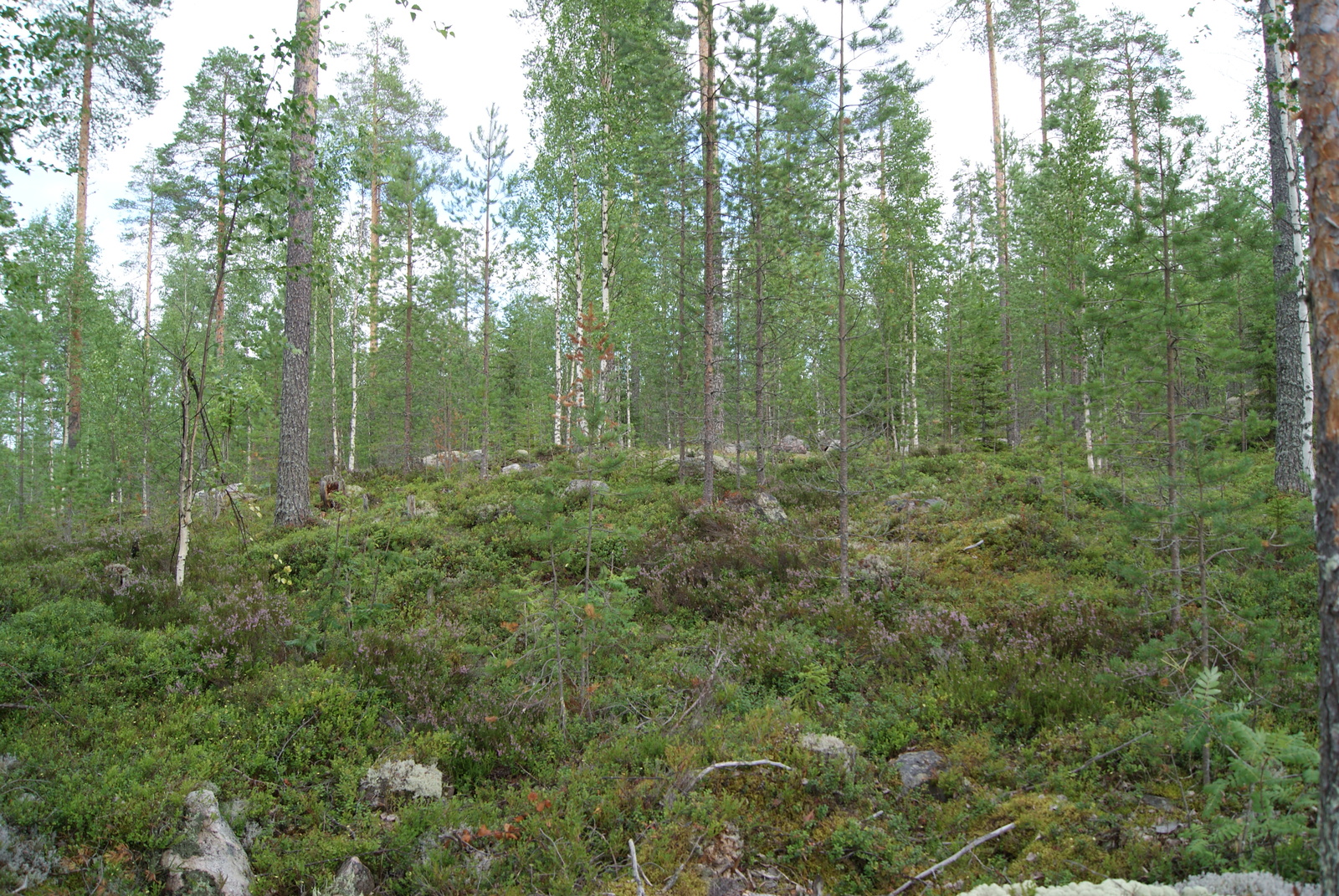 Sekametsä kasvaa kivikkoisella kumpareella. Kanervat kukkivat etualalla.