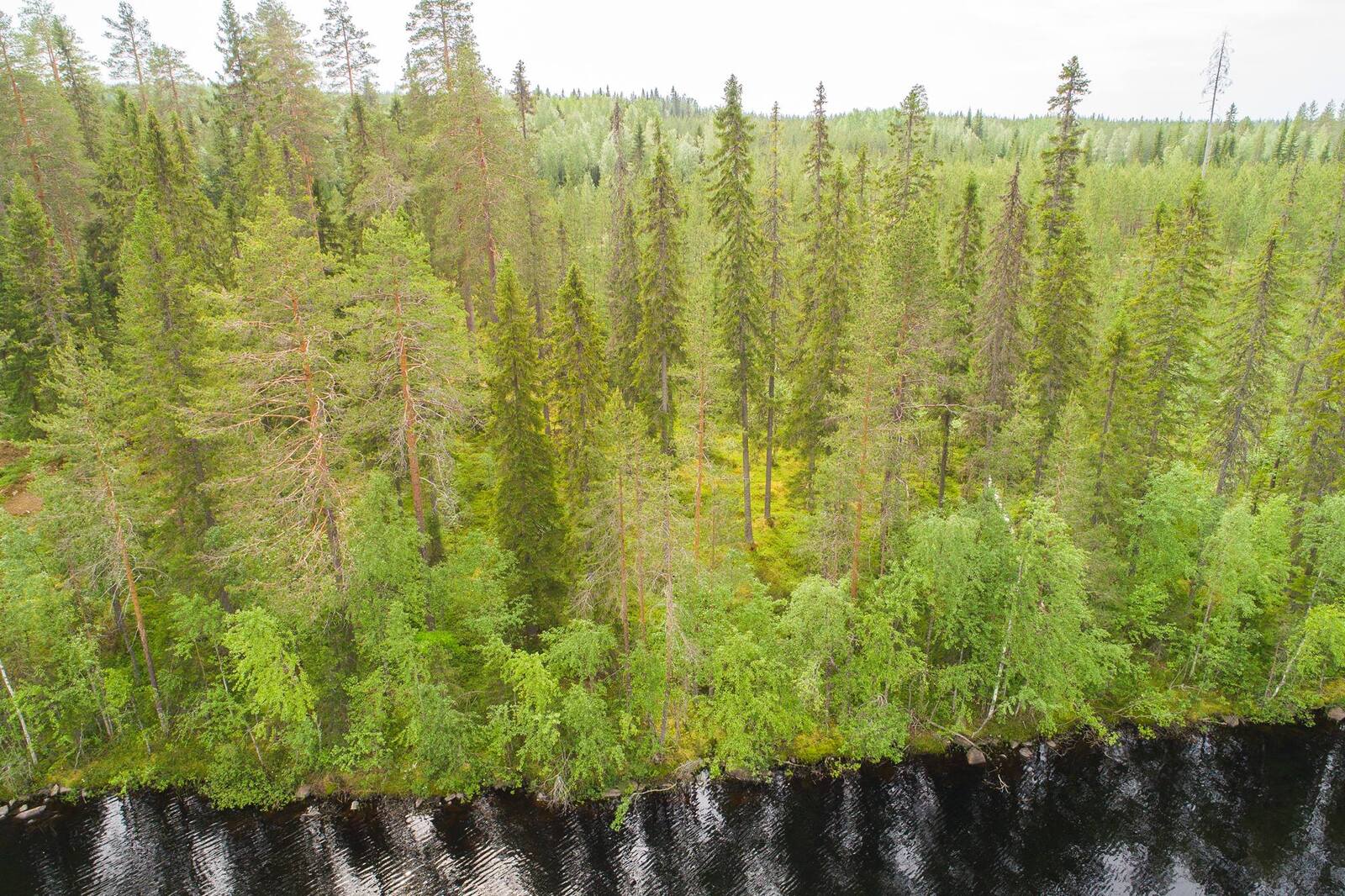 Järven rannassa kasvavassa sekametsässä on korkeita kuusia ja mäntyjä. Ilmakuva.