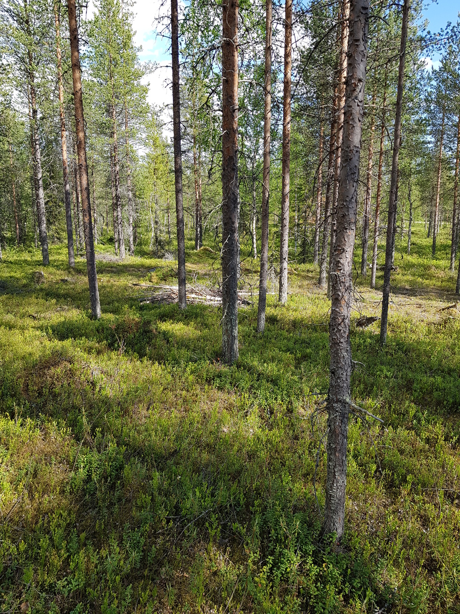 Aurinko paistaa avaraan mäntymetsään.