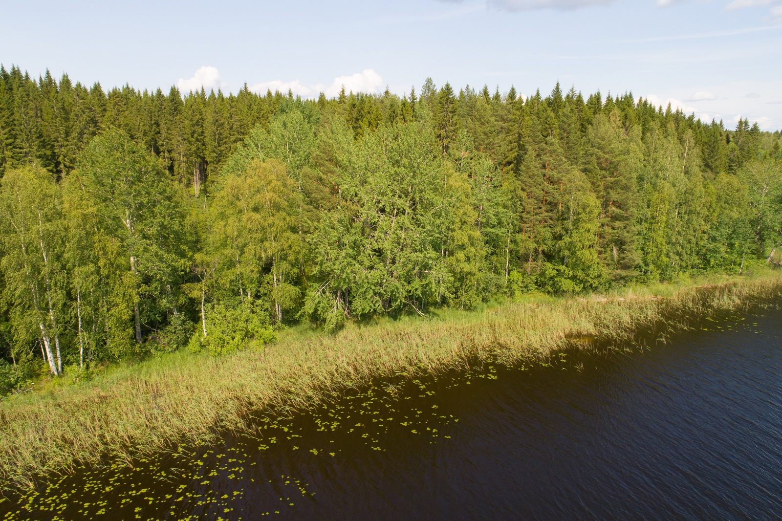 Vehreä sekametsä reunustaa järveä. Rantavedessä kasvaa vesikasveja. Ilmakuva.