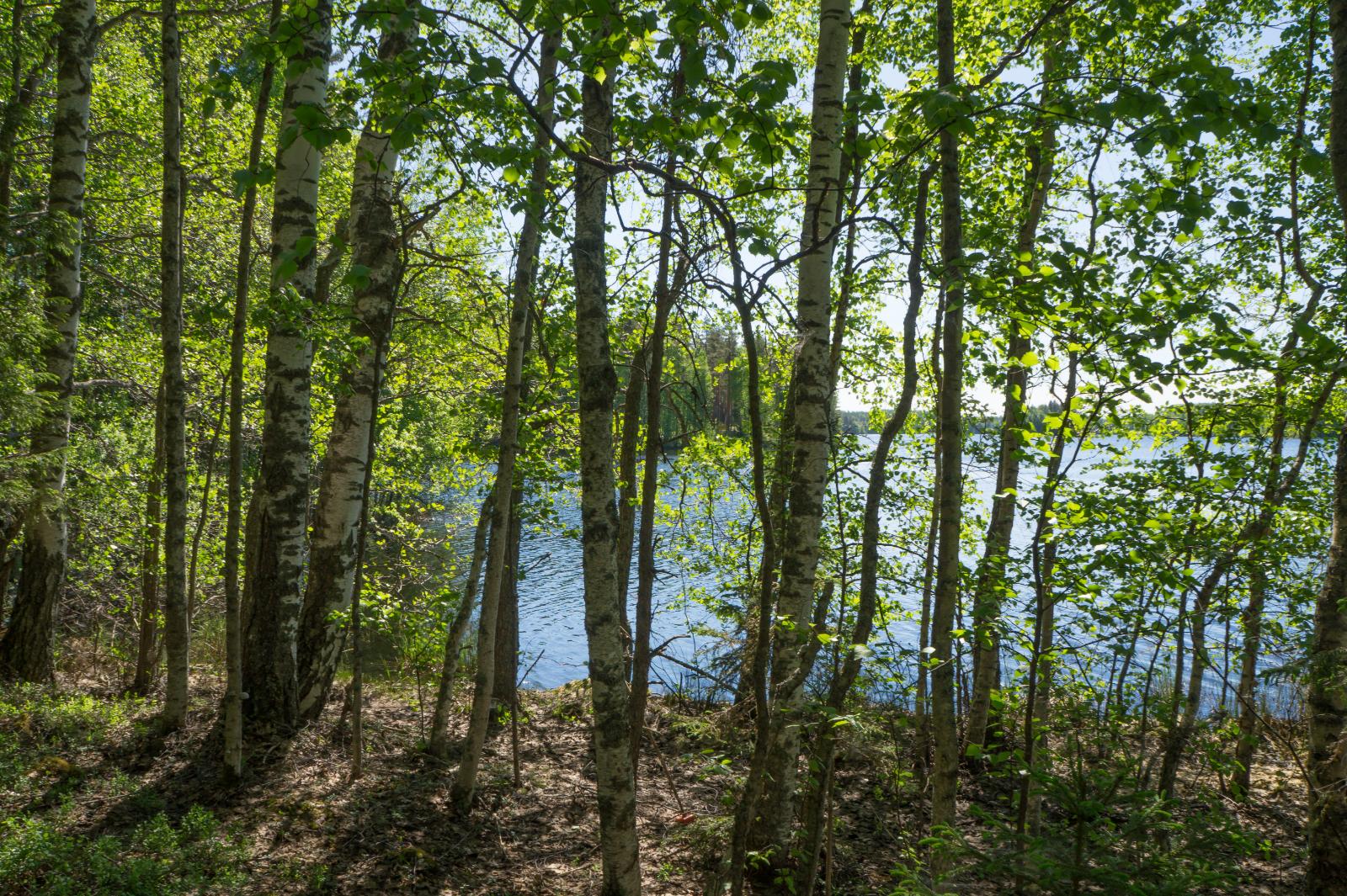 Lehtipuumetsää, taustalla järvi